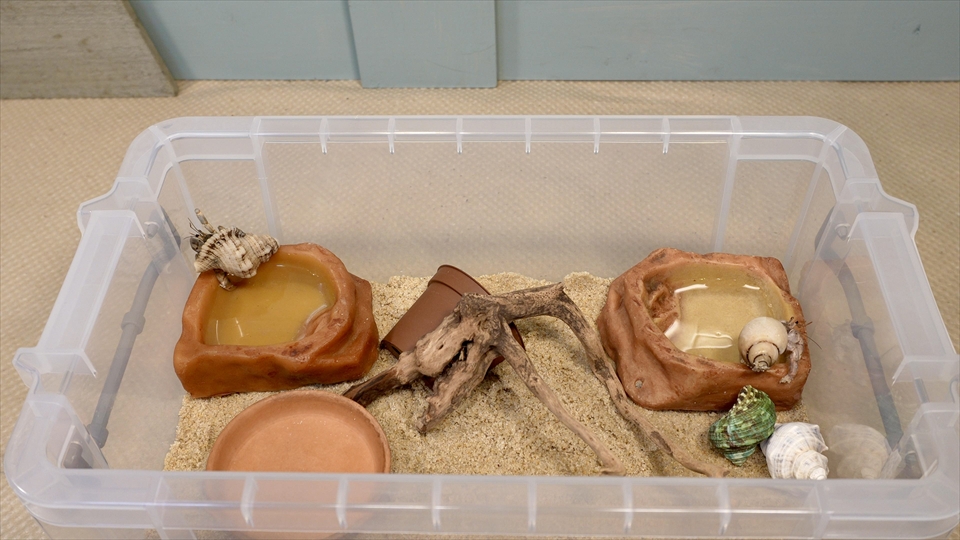 オカヤドカリの飼育時には、水入れやエサ入れ、それにシェルターなどを設置すると、結構場所をとりますので、余裕を持ったサイズを準備