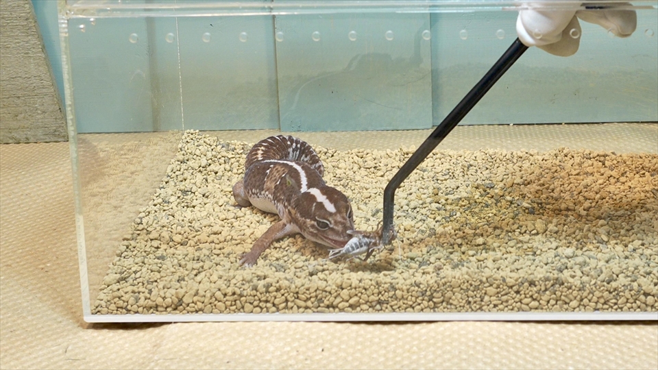 ニシアフロカトカゲモドキの飼い方と飼育環境 おすすめのエサ(生餌・コオロギ)