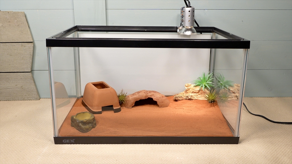 ナミハリユビヤモリ(エレガンスボウユビヤモリ・エレガントハリユビヤモリ)の飼い方・飼育用品・飼育環境のセッティング・水入れの設置