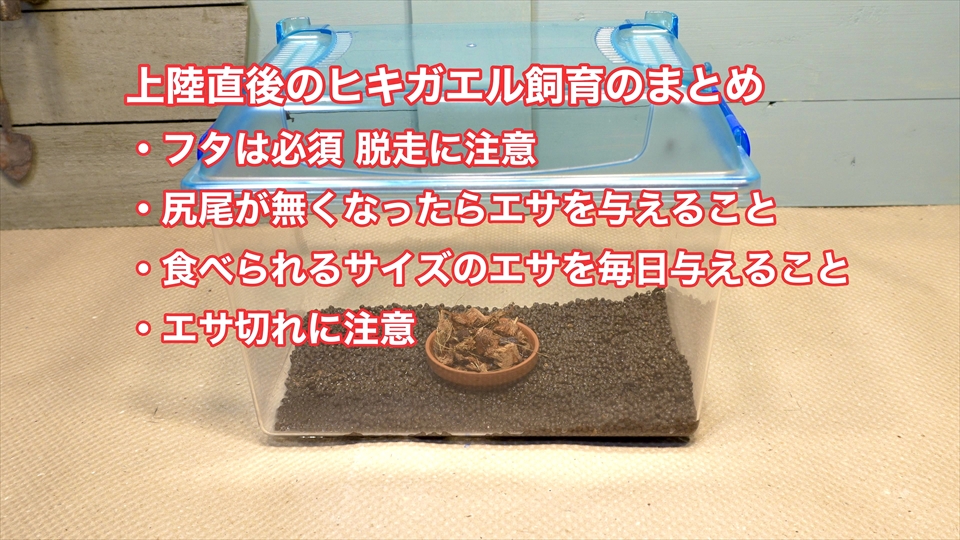 ヒキガエル上陸！オタマジャクシからカエルまでの記録・飼い方・飼育環境・おすすめのエサ（トビムシ）・上陸直後の飼育のポイント