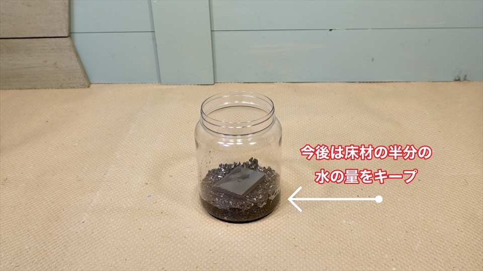 トビムシ繁殖キット(飼育セット)・飼育環境のセッティング