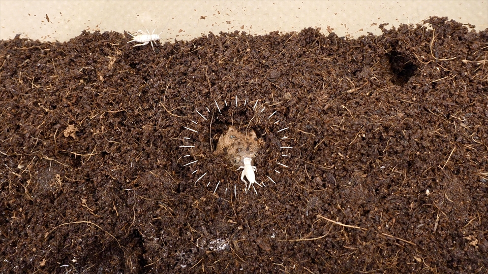 ビルマコガタジムグリガエルは、待ち伏せ型の巣穴をほって、巣穴に迷い込んだ昆虫を食べている
