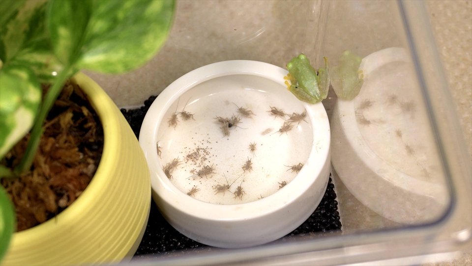 フライッシュマンアマガエルモドキ（グミガエル）飼育のおすすめの水入れ・エサ皿