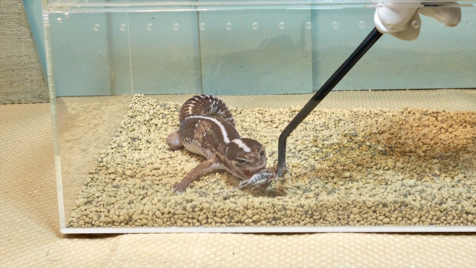 ニシアフロカトカゲモドキの飼い方と飼育環境 おすすめのエサ(生餌・コオロギ)