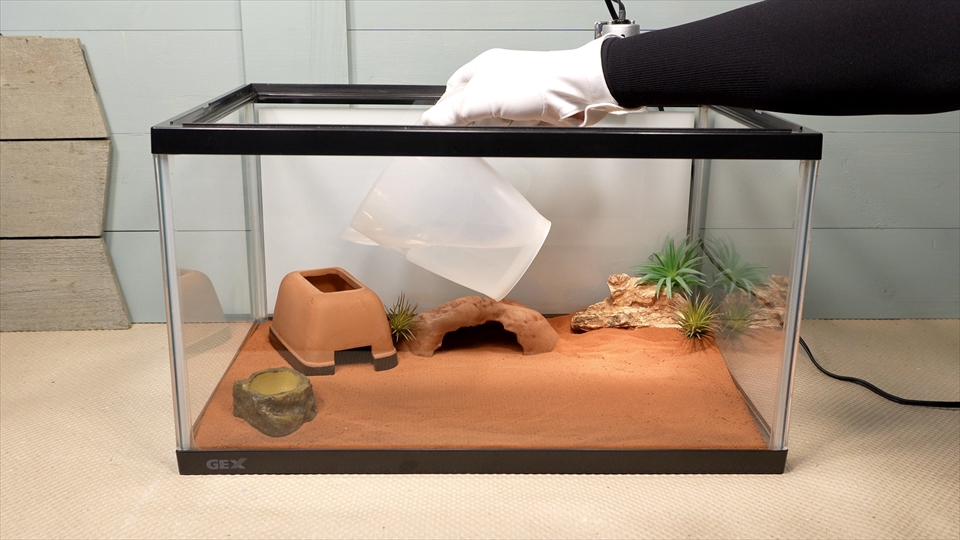 ナミハリユビヤモリ(エレガンスボウユビヤモリ・エレガントハリユビヤモリ)の飼い方・飼育用品・飼育環境のセッティング