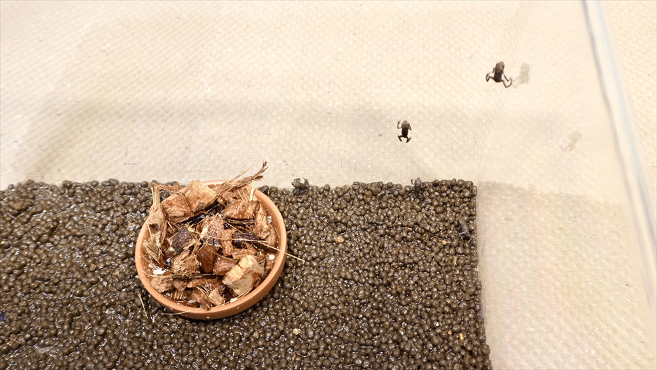ヒキガエル上陸！オタマジャクシからカエルまでの記録・飼い方・飼育環境