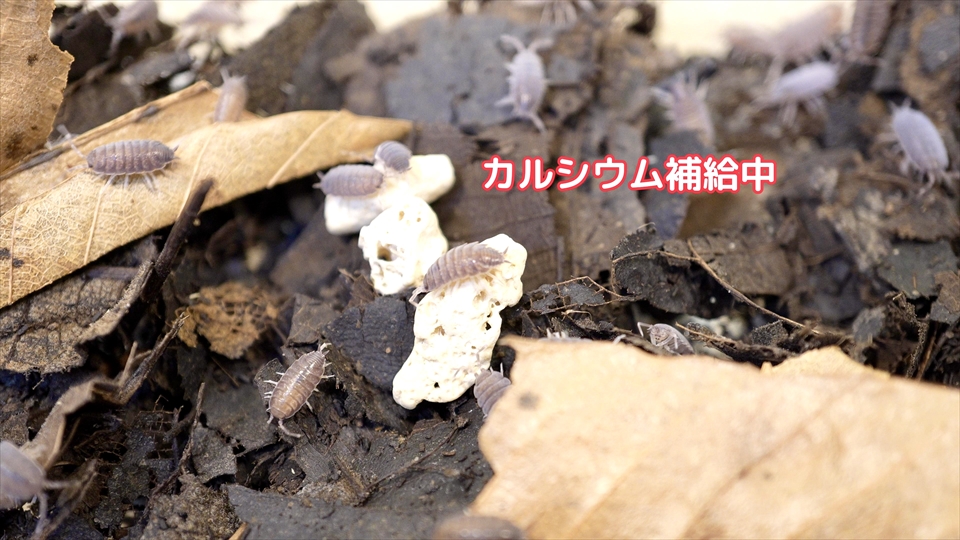 ワラジムシ・ダンゴムシの飼育環境・床材のカルシウム・サンゴ砂