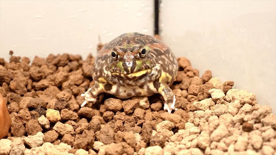 チャコガエルの飼い方・飼育用品・飼育環境・エサ（種類・量・頻度）についてまとめました