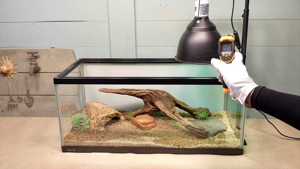 ペールアガマの飼育環境のセッティング