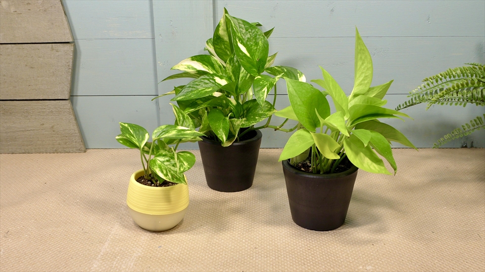 フライッシュマンアマガエルモドキ（グミガエル）飼育のおすすめの観葉植物　ポトス