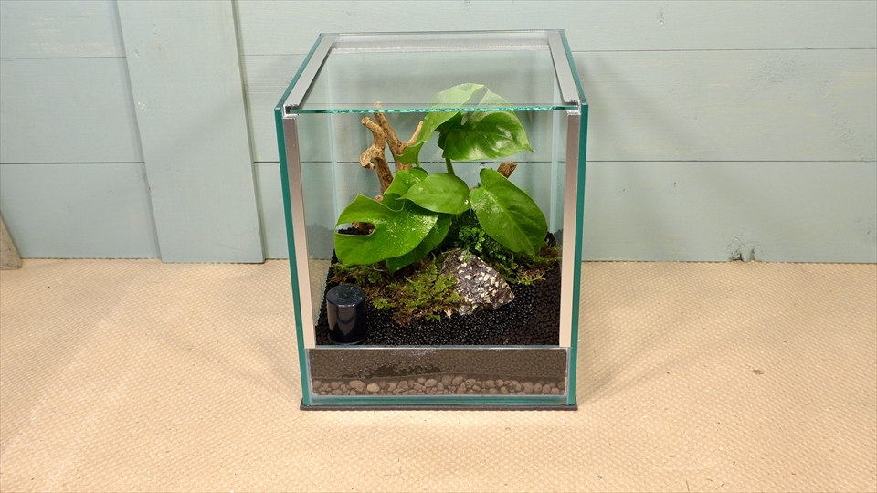フライッシュマンアマガエルモドキ(グミガエル)用のレイアウトケージ(テラリウム・パルダリウム)を作りました。天井のガラスブタをセット