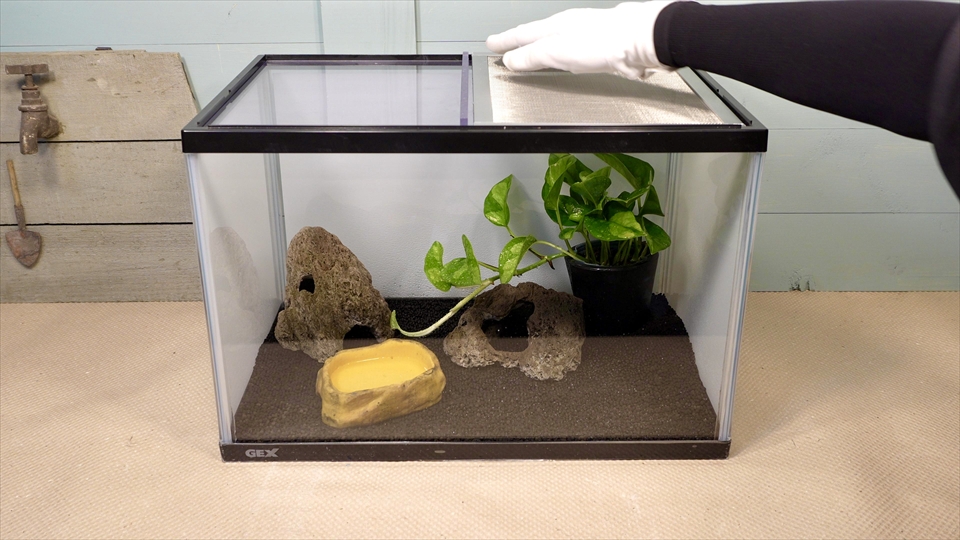 ヤドクガエルの飼育環境のセッティング