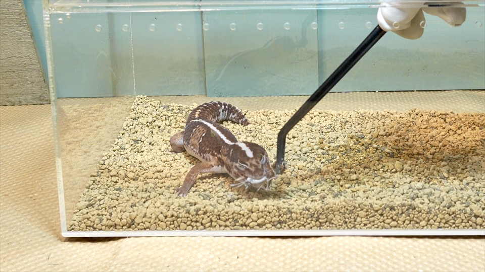 ニシアフロカトカゲモドキの飼い方と飼育環境 おすすめのエサ(生餌・コオロギ)