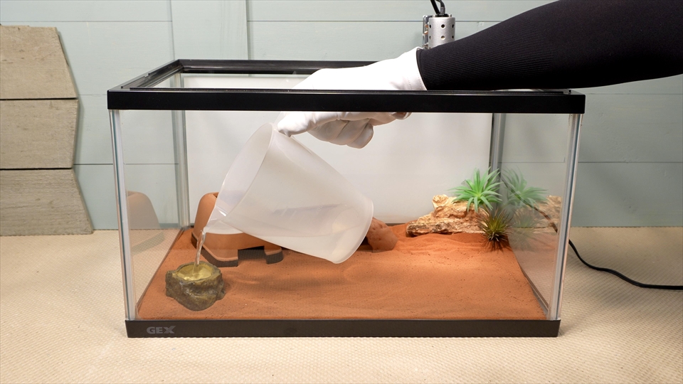 ナミハリユビヤモリ(エレガンスボウユビヤモリ・エレガントハリユビヤモリ)の飼い方・飼育用品・飼育環境のセッティング