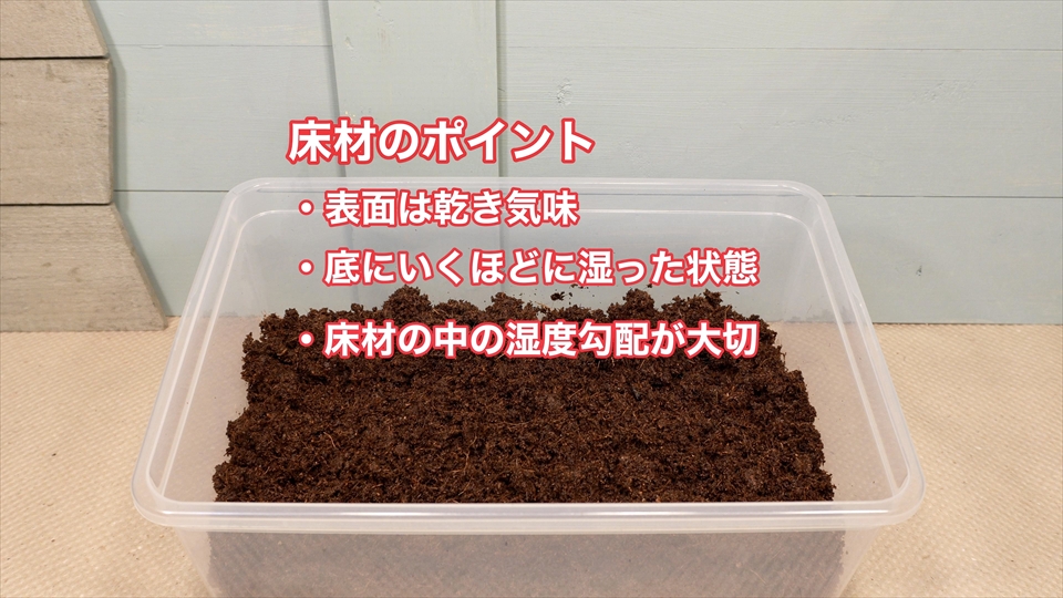 ビルマコガタジムグリガエルの床材のポイント