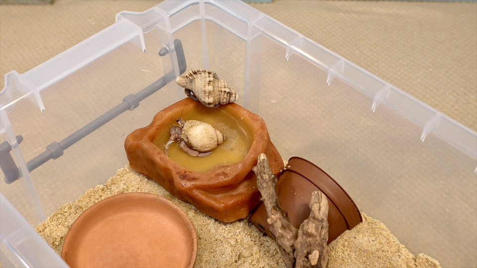オカヤドカリの飼育時には、ミネラル補給のために、水で薄めた海水を入れた水入れを設置しています
