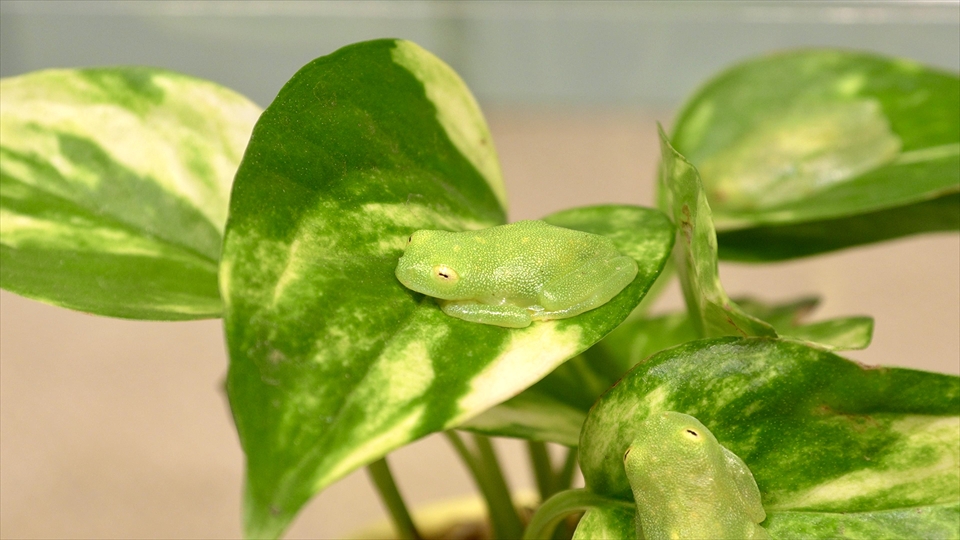 フライッシュマンアマガエルモドキ（グミガエル）飼育のおすすめの観葉植物　ポトス