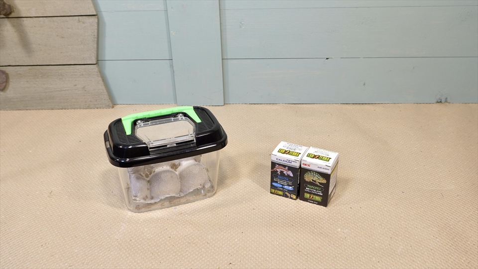 サハラカワラヤモリの飼い方・飼育用品・飼育環境・おすすめのエサ(ヨーロッパイエコオロギ)