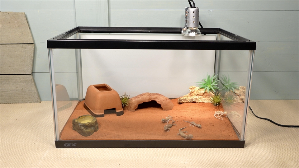 ナミハリユビヤモリ(エレガンスボウユビヤモリ・エレガントハリユビヤモリ)の飼い方・飼育用品・飼育環境のセッティング