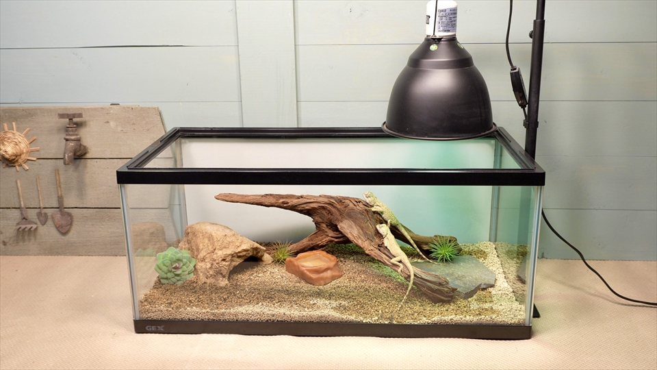 ペールアガマの飼育環境のセッティング