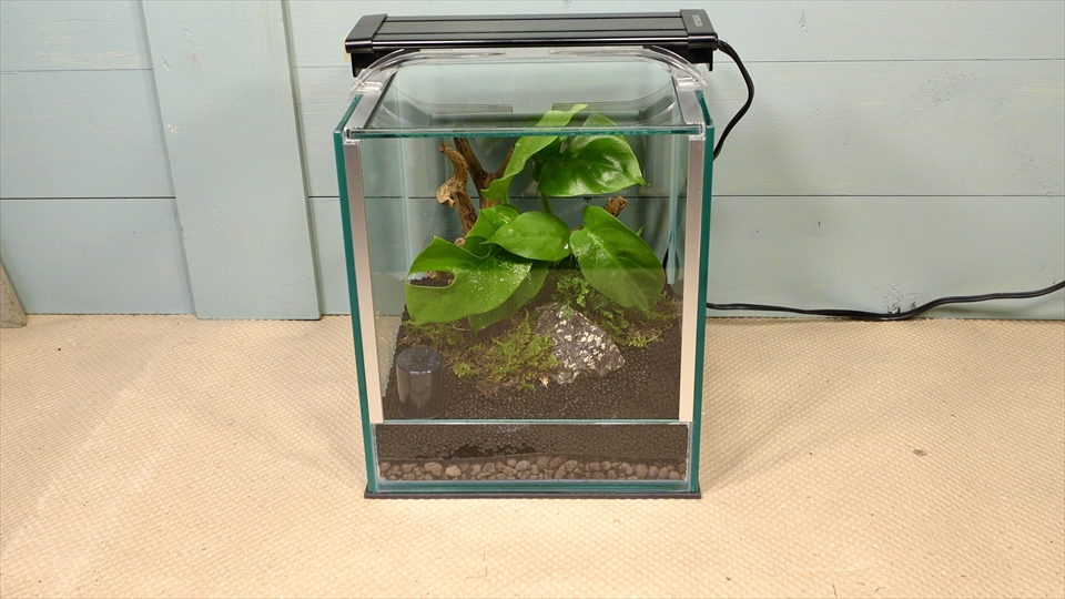 フライッシュマンアマガエルモドキ(グミガエル)用のレイアウトケージ(テラリウム・パルダリウム)を作りました。照明器具をセット