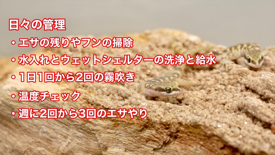 サハラカワラヤモリの飼い方・飼育用品・飼育環境・日々の管理