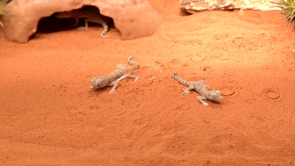ナミハリユビヤモリ(エレガンスボウユビヤモリ・エレガントハリユビヤモリ)の飼い方・飼育用品・飼育環境のセッティング