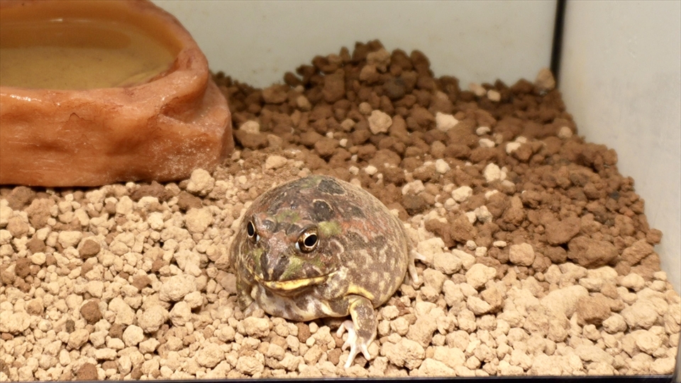 チャコガエルの飼育