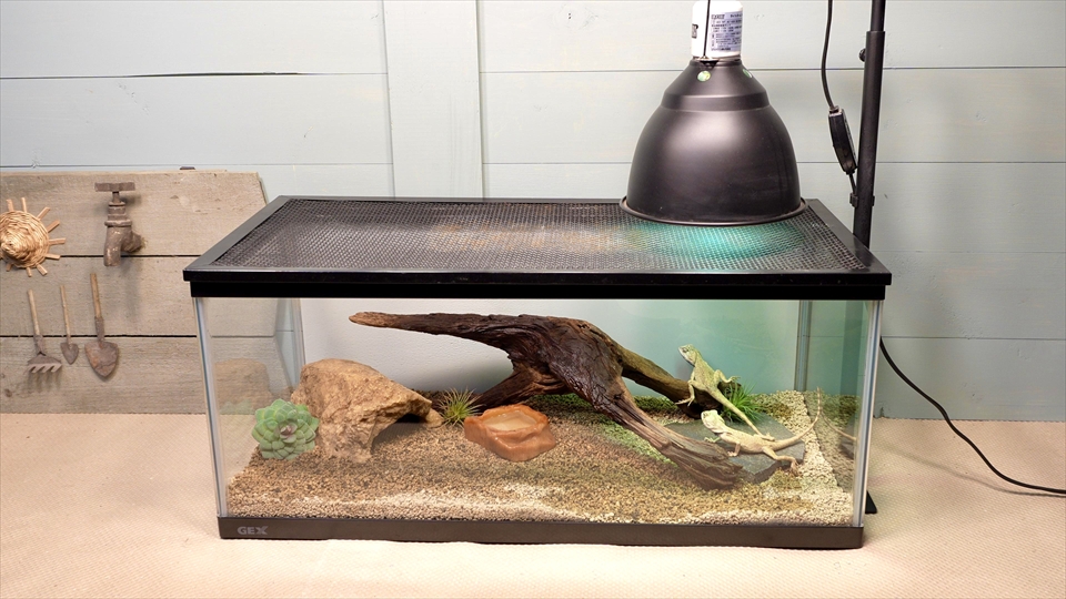 ペールアガマの飼育環境のセッティング