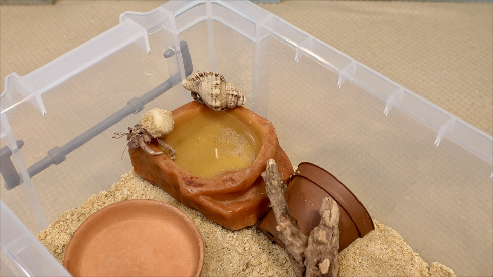 飼育ケースに海水を入れた水入れを設置する際は、あふれないように注意