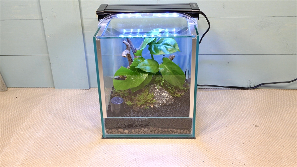 フライッシュマンアマガエルモドキ(グミガエル)用のレイアウトケージ(テラリウム・パルダリウム)を作りました。照明器具を点灯させました。