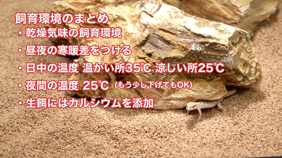 サハラカワラヤモリの飼い方・飼育用品・飼育環境のまとめ