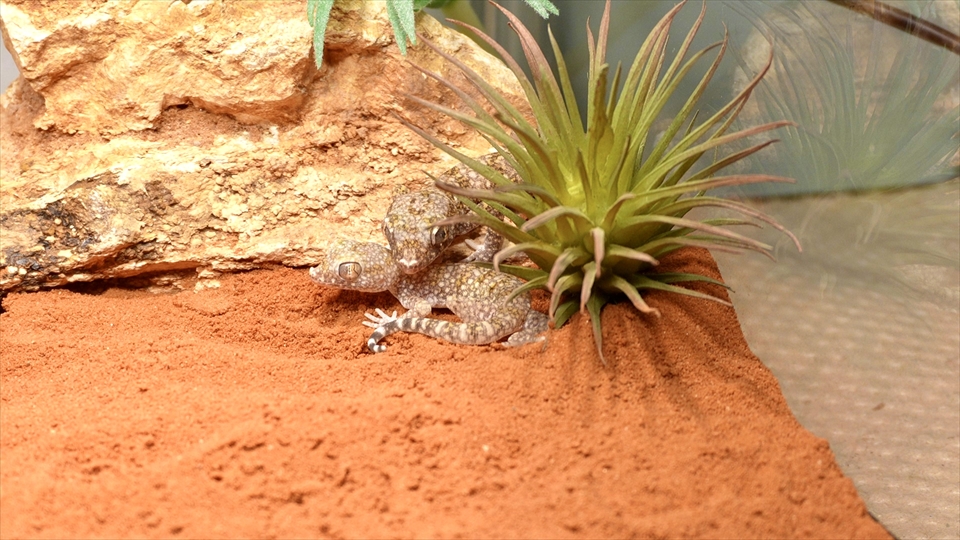 ナミハリユビヤモリ(エレガンスボウユビヤモリ・エレガントハリユビヤモリ)の飼い方・飼育用品・飼育環境のセッティング