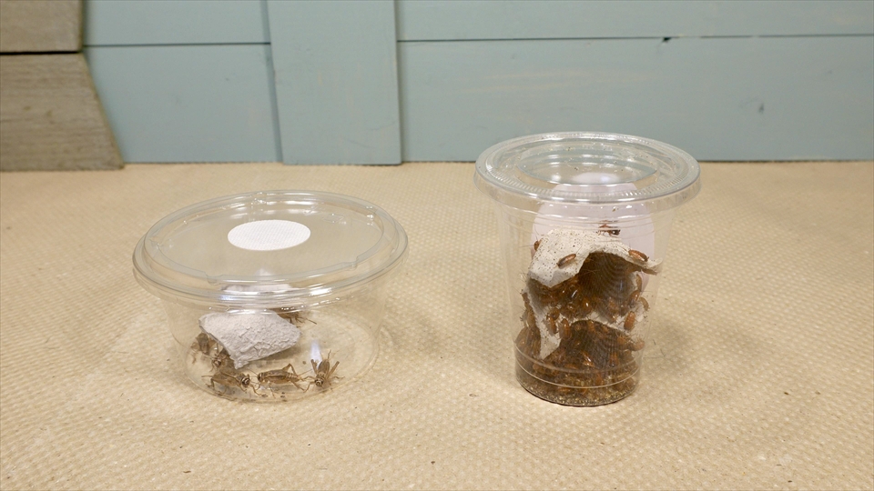 ペールアガマの飼い方・飼育用品・飼育環境・エサ(種類・量・頻度)についてまとめました・おすすめのエサ