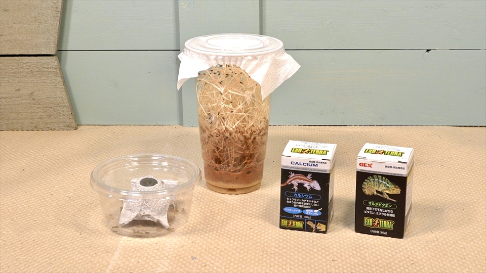 フライッシュマンアマガエルモドキ（グミガエル）飼育のおすすめのエサ（種類・頻度・量・与え方） トリニドショウジョウバエ　コオロギ