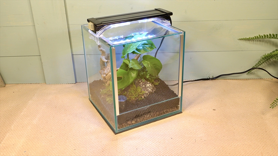 フライッシュマンアマガエルモドキ(グミガエル)用のレイアウトケージ(テラリウム・パルダリウム)を作りました。