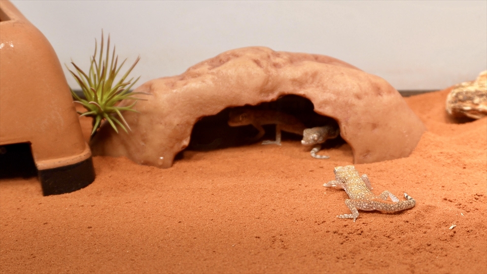 ナミハリユビヤモリ(エレガンスボウユビヤモリ・エレガントハリユビヤモリ)の飼い方・飼育用品・飼育環境のセッティング