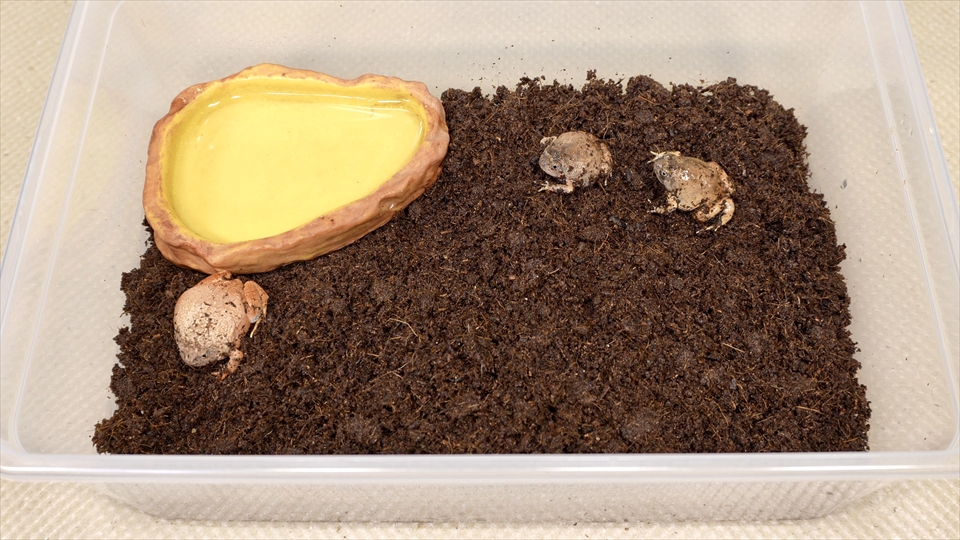 ビルマコガタジムグリガエルのおすすめの飼育環境