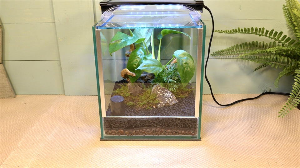 フライッシュマンアマガエルモドキ(グミガエル)用のレイアウトケージ(テラリウム・パルダリウム)を作りました。2週間ほど経過