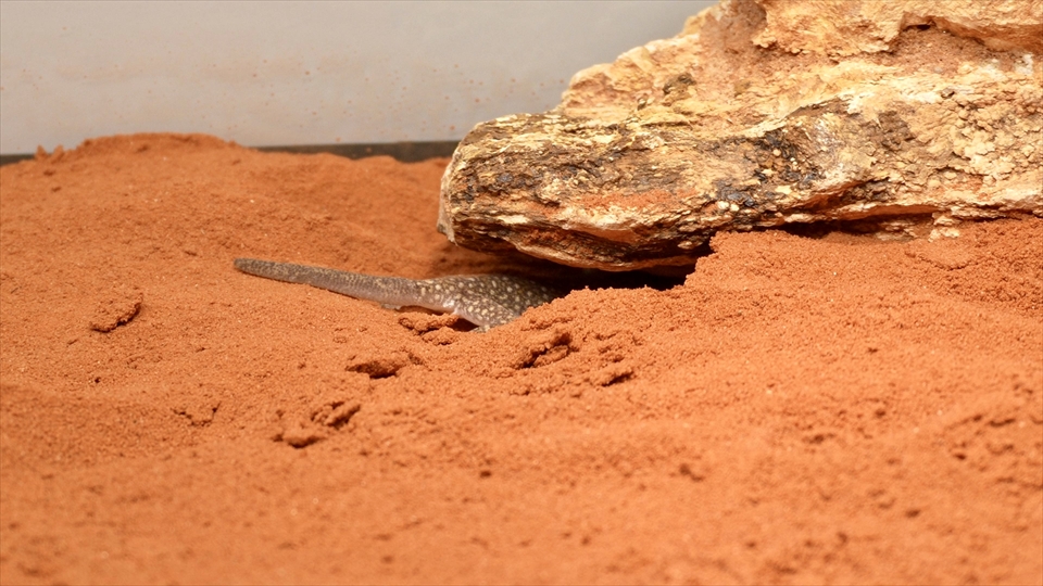 ナミハリユビヤモリ(エレガンスボウユビヤモリ・エレガントハリユビヤモリ)の飼い方・飼育用品・飼育環境・床材を掘って自分で巣穴を掘る