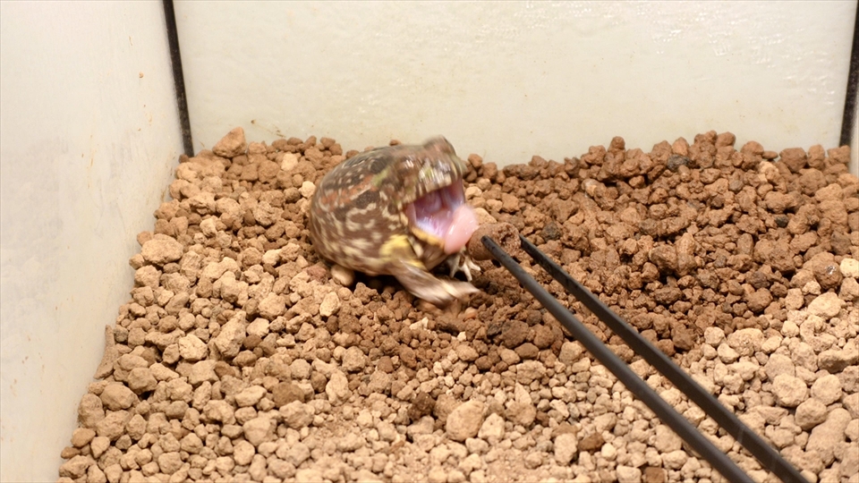 チャコガエルのおすすめのエサ