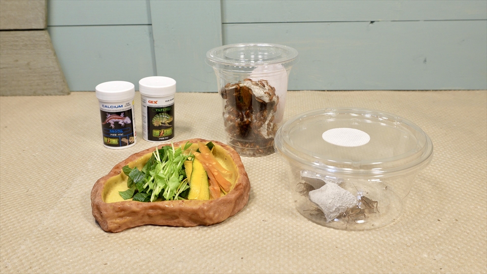 ペールアガマの飼い方・飼育用品・飼育環境・エサ(種類・量・頻度)についてまとめました・おすすめのエサ