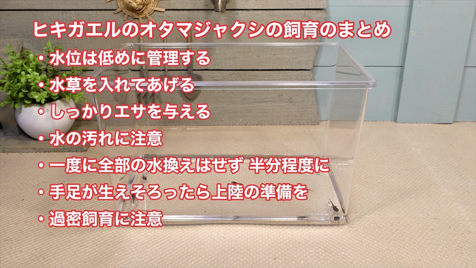 ヒキガエルのオタマジャクシ飼育のまとめ