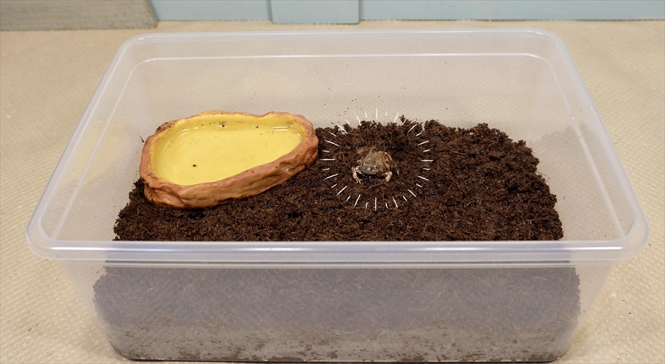 ビルマコガタジムグリガエルのおすすめの飼育環境