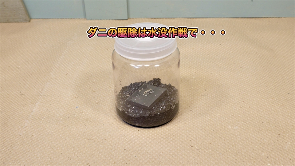 トビムシ繁殖キット(飼育セット)・ダニの駆除方法