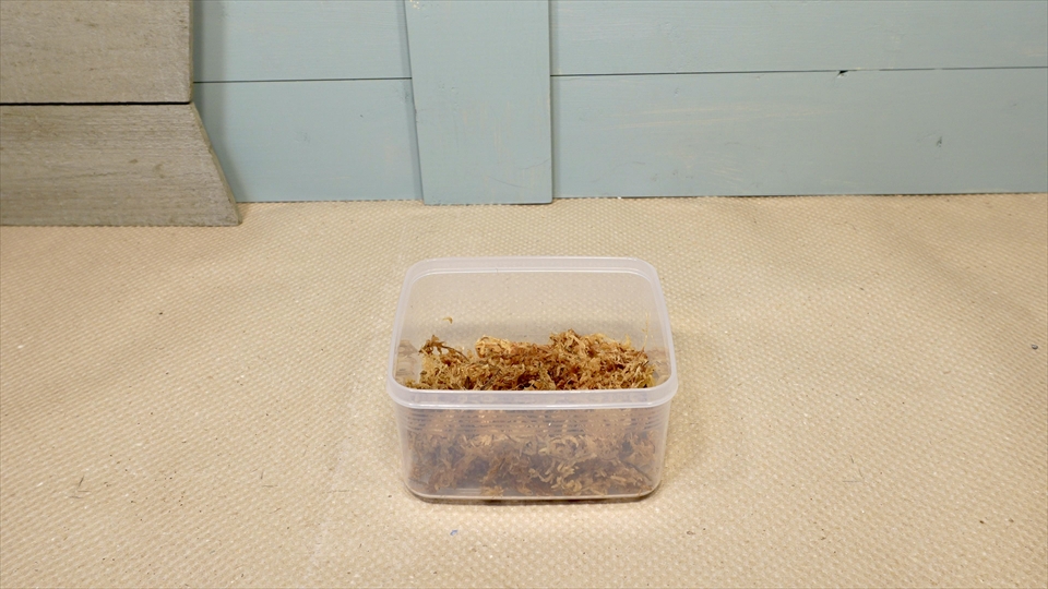 ワラジムシ・ダンゴムシの飼育環境・水苔