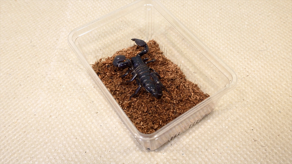 ダイオウサソリ