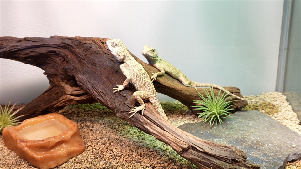 ペールアガマの飼い方・飼育用品・飼育環境・エサ(種類・量・頻度)についてまとめました