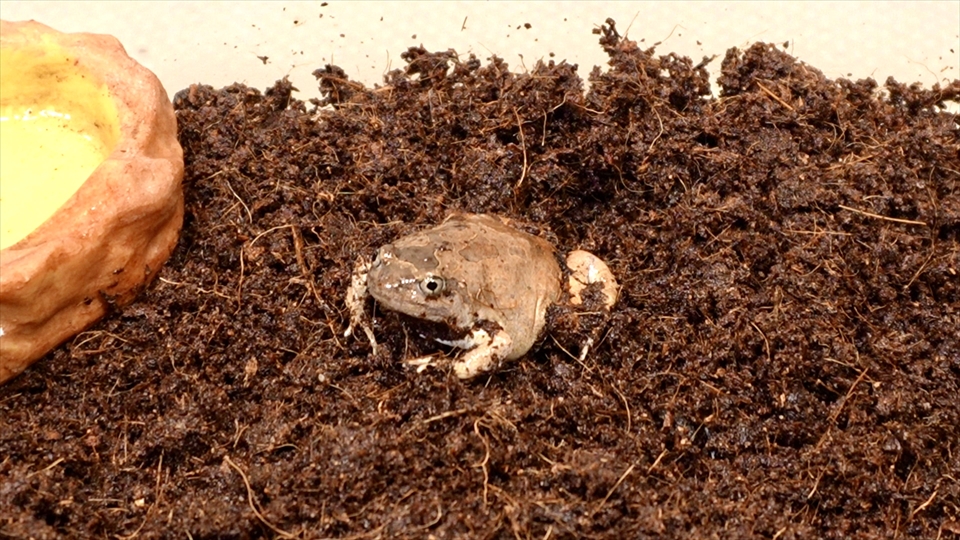 ビルマコガタジムグリガエルは、鼓膜が皮膚に埋もれている