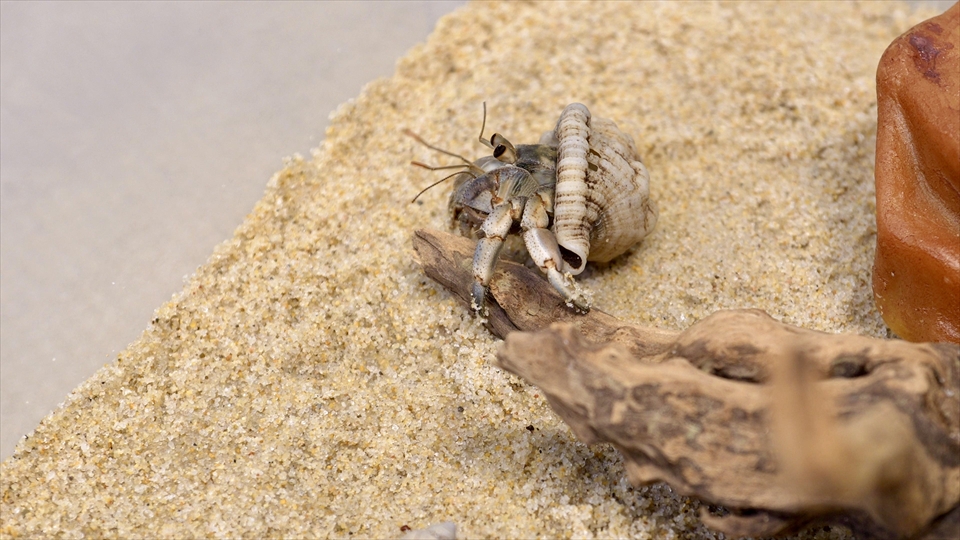 オカヤドカリ（ムラサキオカヤドカリ・ナキオカヤドカリ）の飼い方や飼育用品、飼育環境のセッティング、温度管理、エサ（種類・量・頻度）などについてまとめました